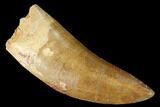 Serrated, Carcharodontosaurus Tooth - Real Dinosaur Tooth #169707-1